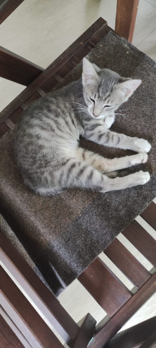 Oferta adopție pisicuta