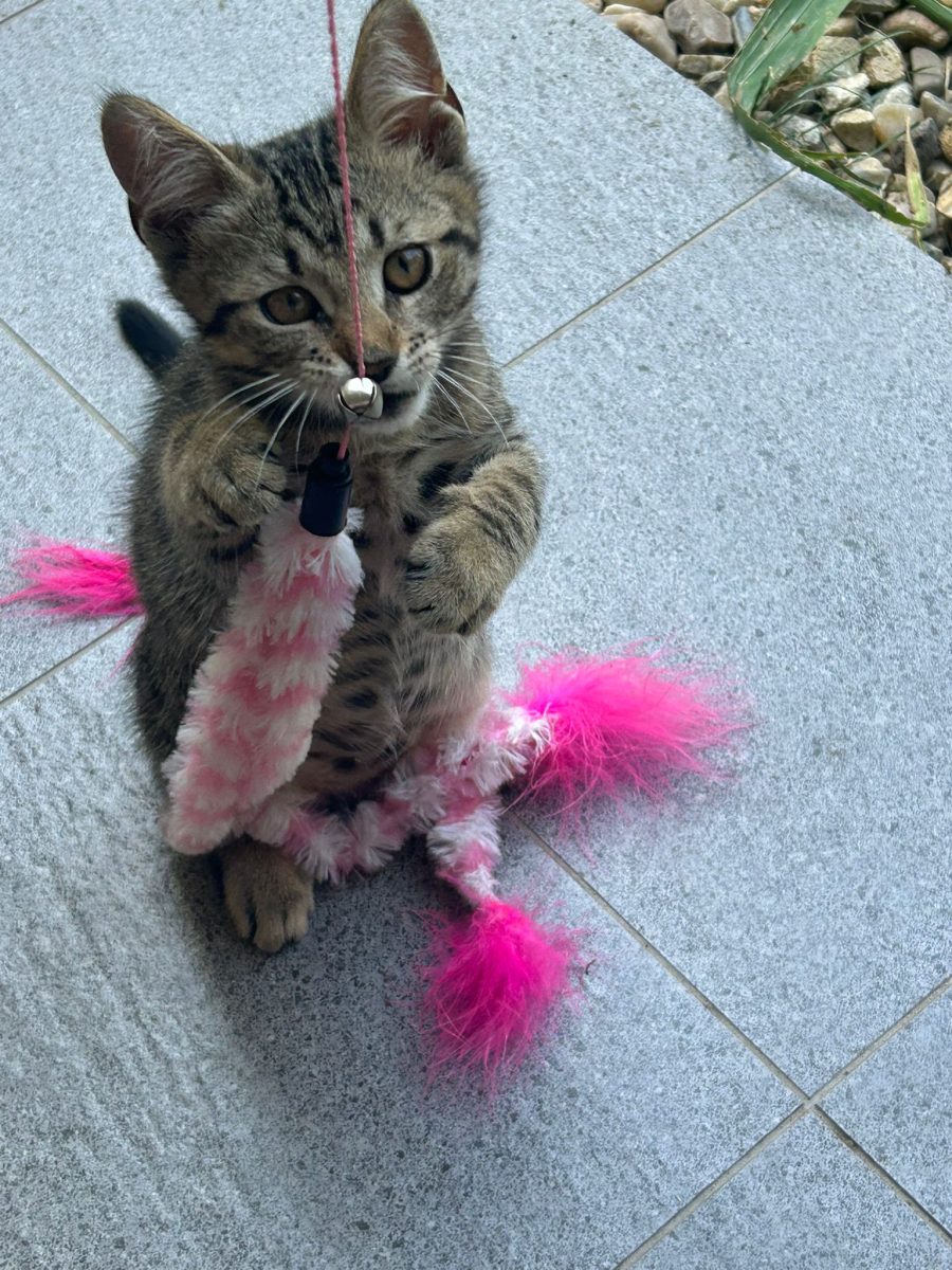 Pisicuta spre adoptie