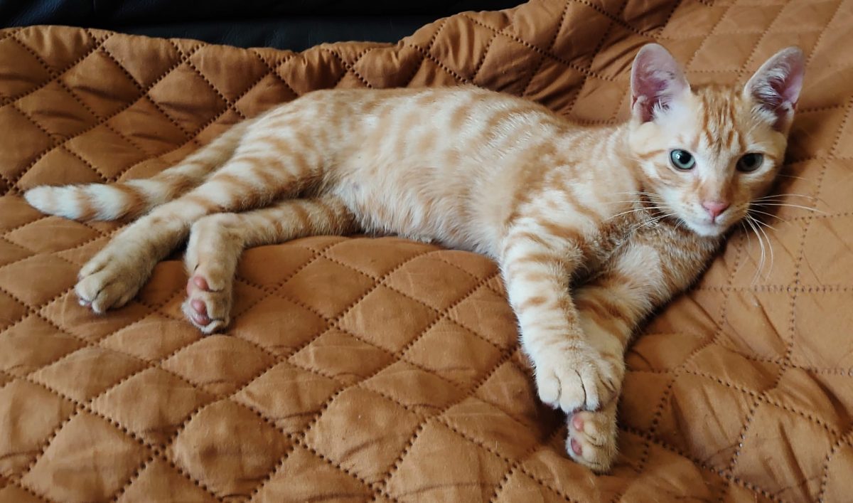 Motanel “Garfield”