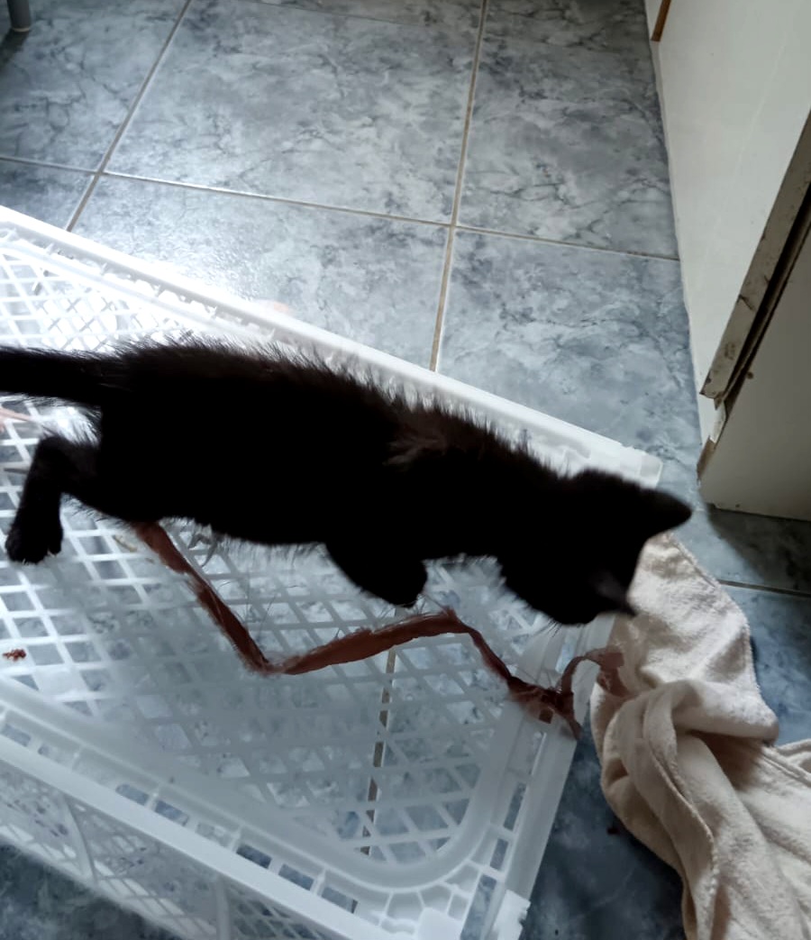 MOWGLI