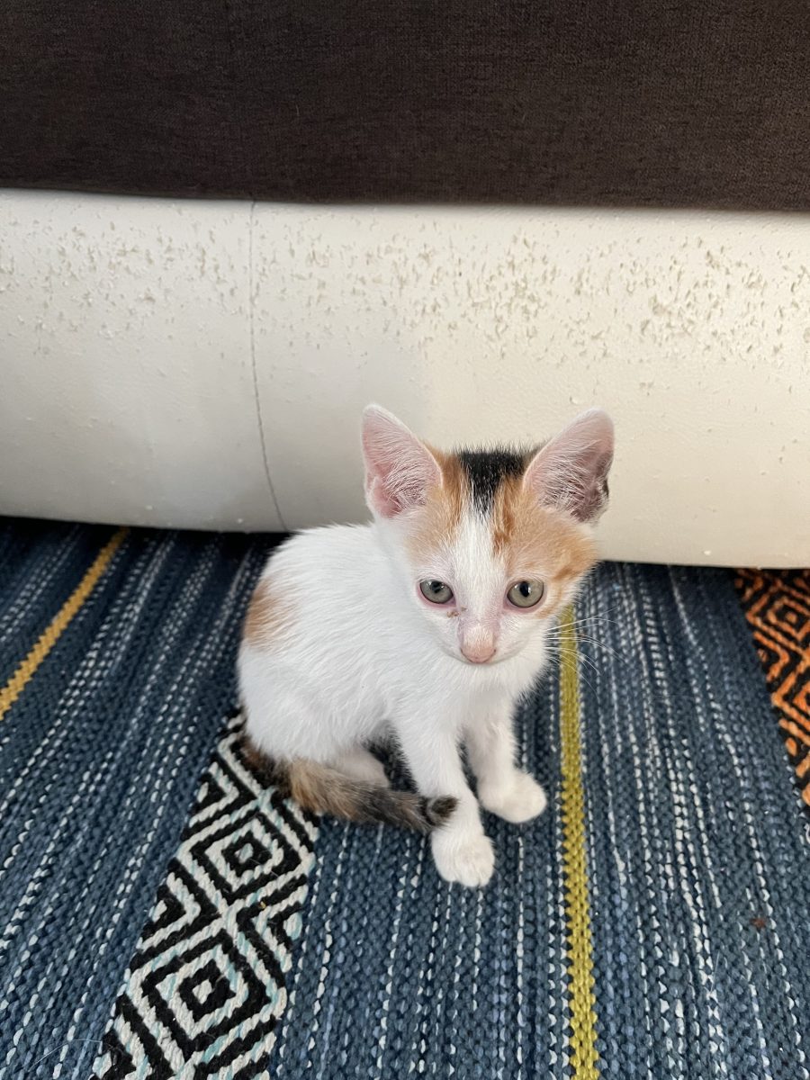 Mira Calico