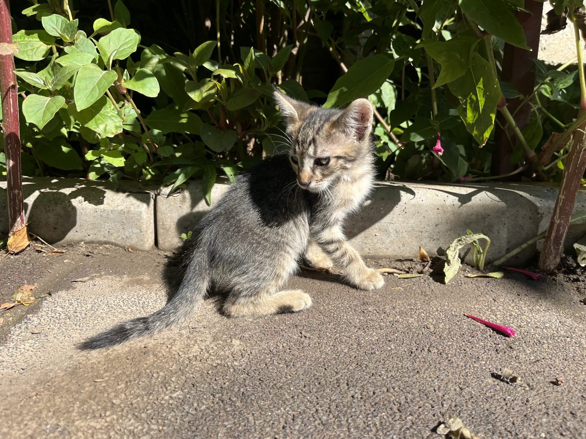Lina și Bane
