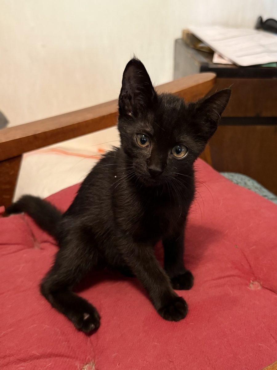 🖤 Poki, fetiță 3 luni