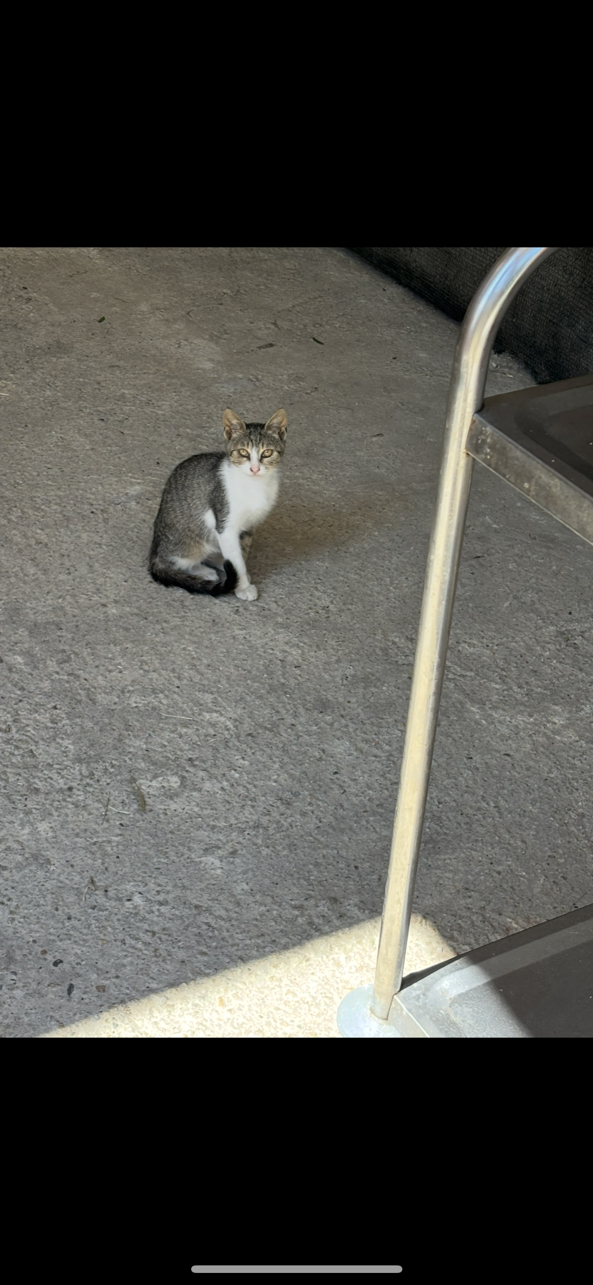 Adoptie 3 pui pisica aflati in curtea unei Institutii publice