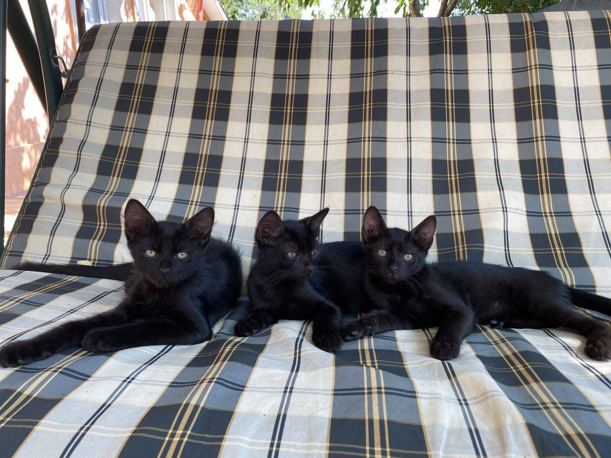 🐾 Caut casă pentru 3 pisoi negri adorabili! 🖤