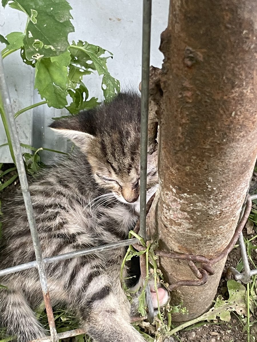 Adoptie puiuti pisica