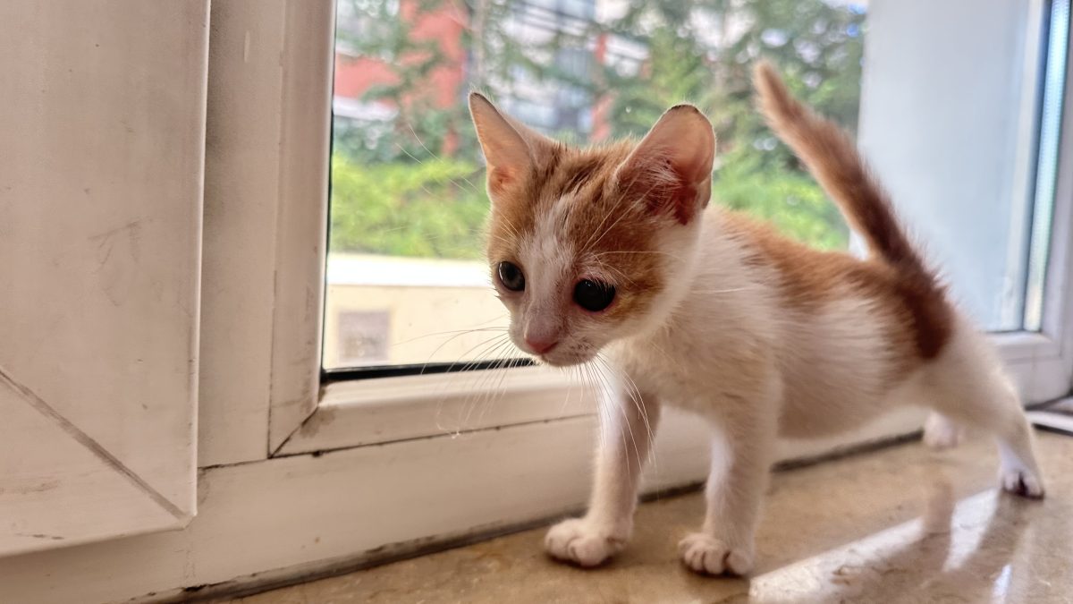 MiniTiger baietel de 6 daptamani