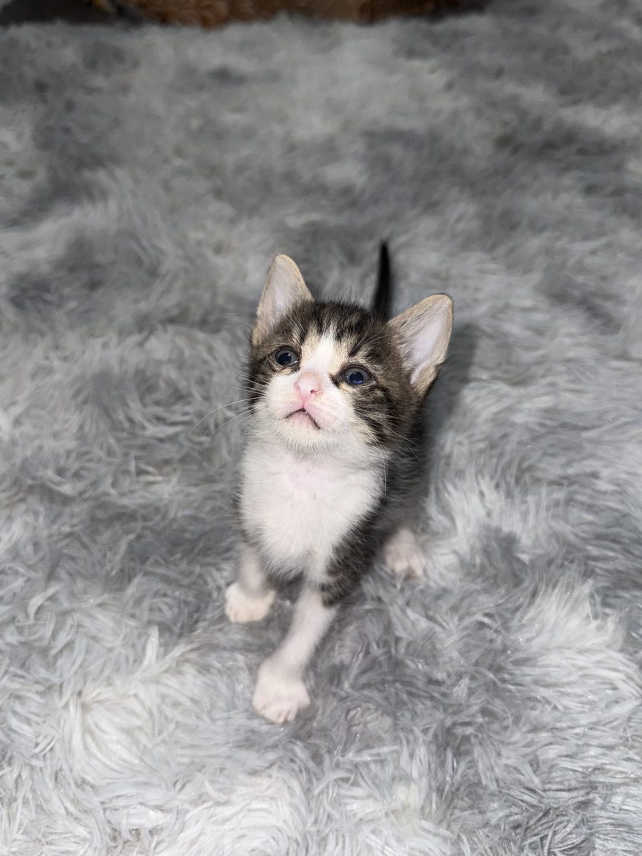 3 muschetari pentru adoptie