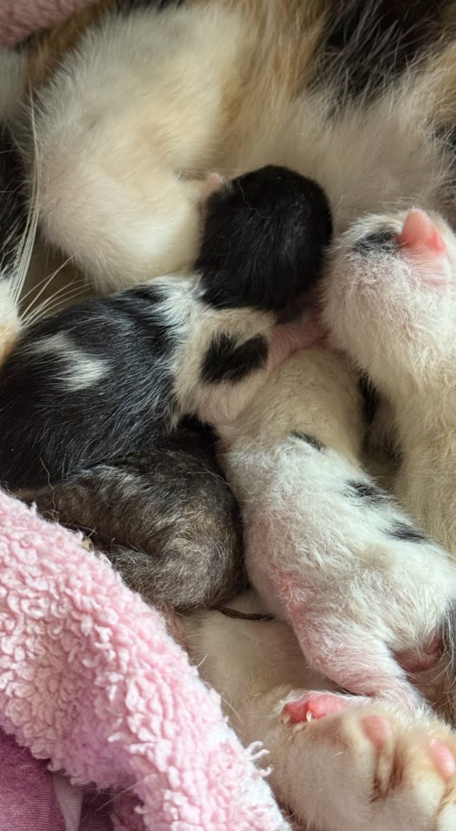 Doi fratiori iubitori, Oreo & Cora