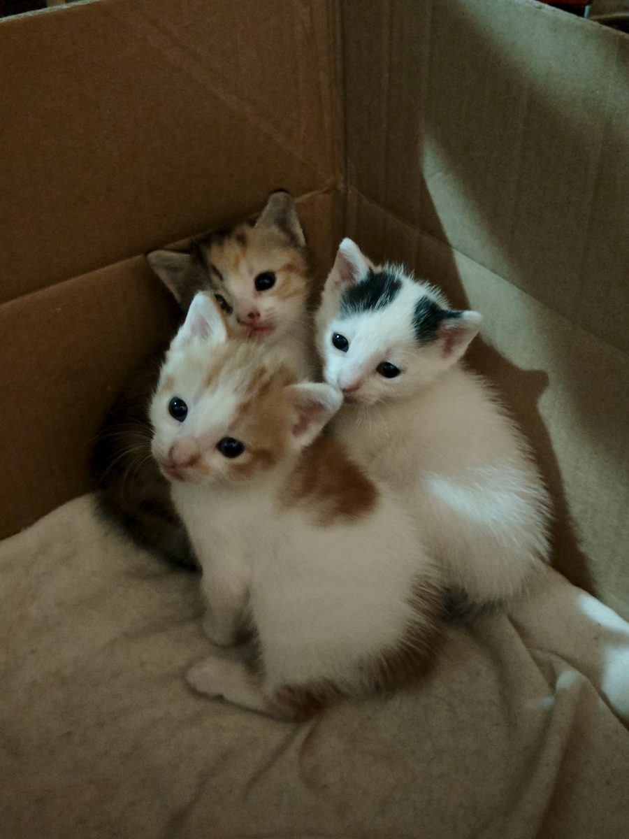 Pisicuțe spre adopție 5 micuți și o femela adulta