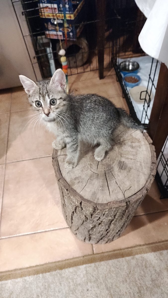Yuki, motănel 4 luni