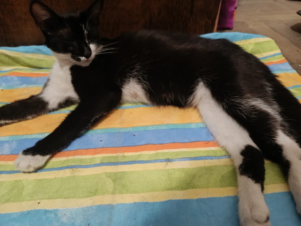 Urgent – Pisica Blândă, salvată de pe strada, caută o familie iubitoare