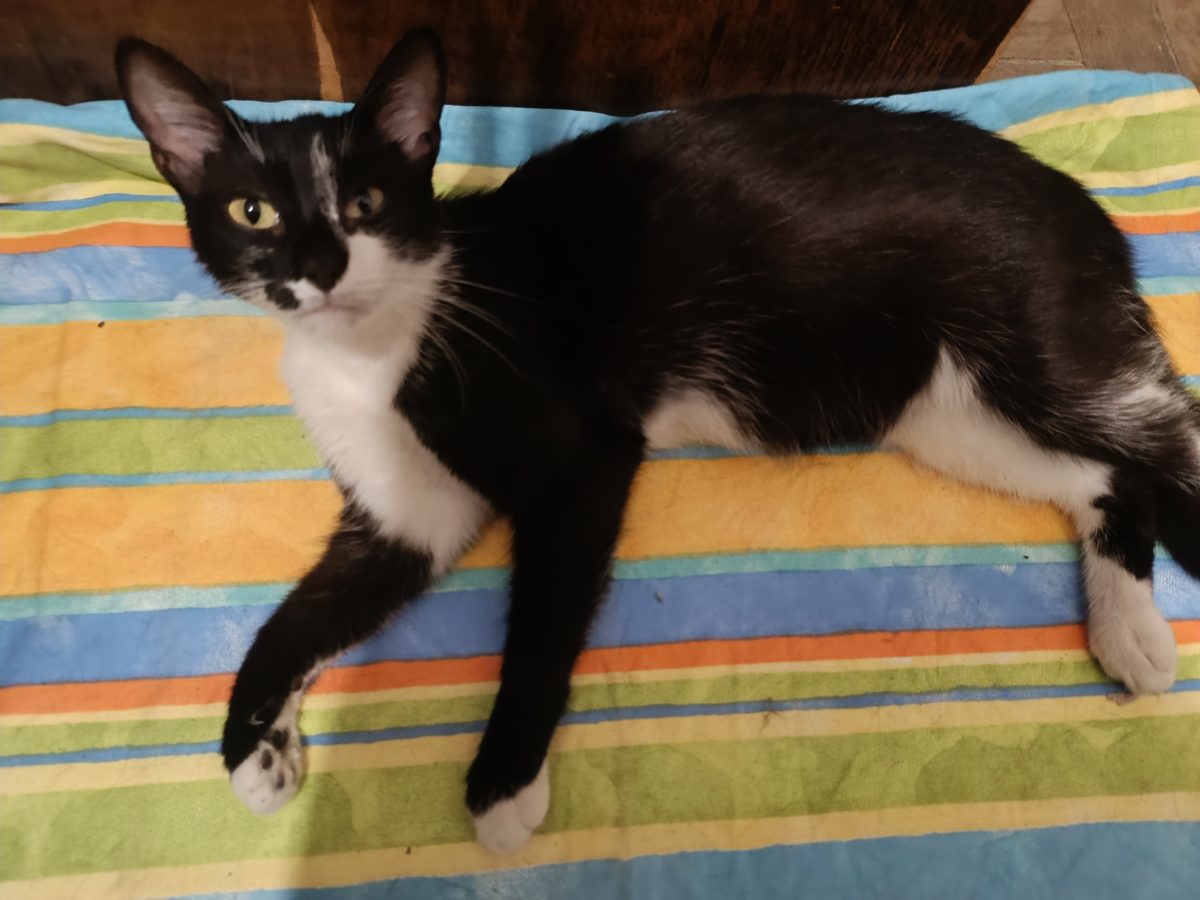 Urgent Kosem Sultan 🐱👑 caută căsuța!