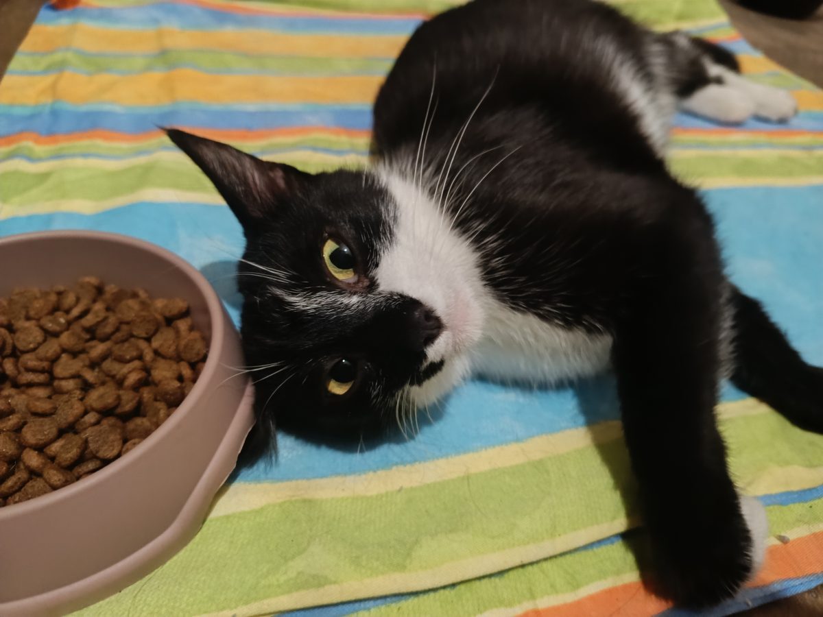 ‼️Urgent-Pisica in Pericol, cauta ADOPȚIE IMEDIATA‼️