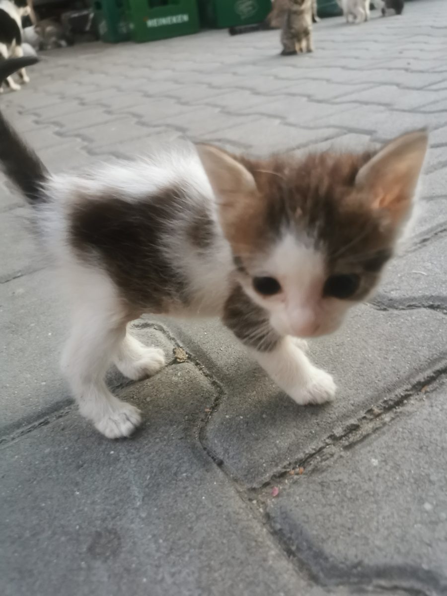 Donez pisici