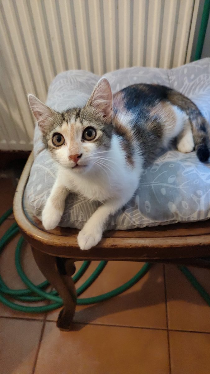 pisicuță Luna, 3-4 luni, găsită