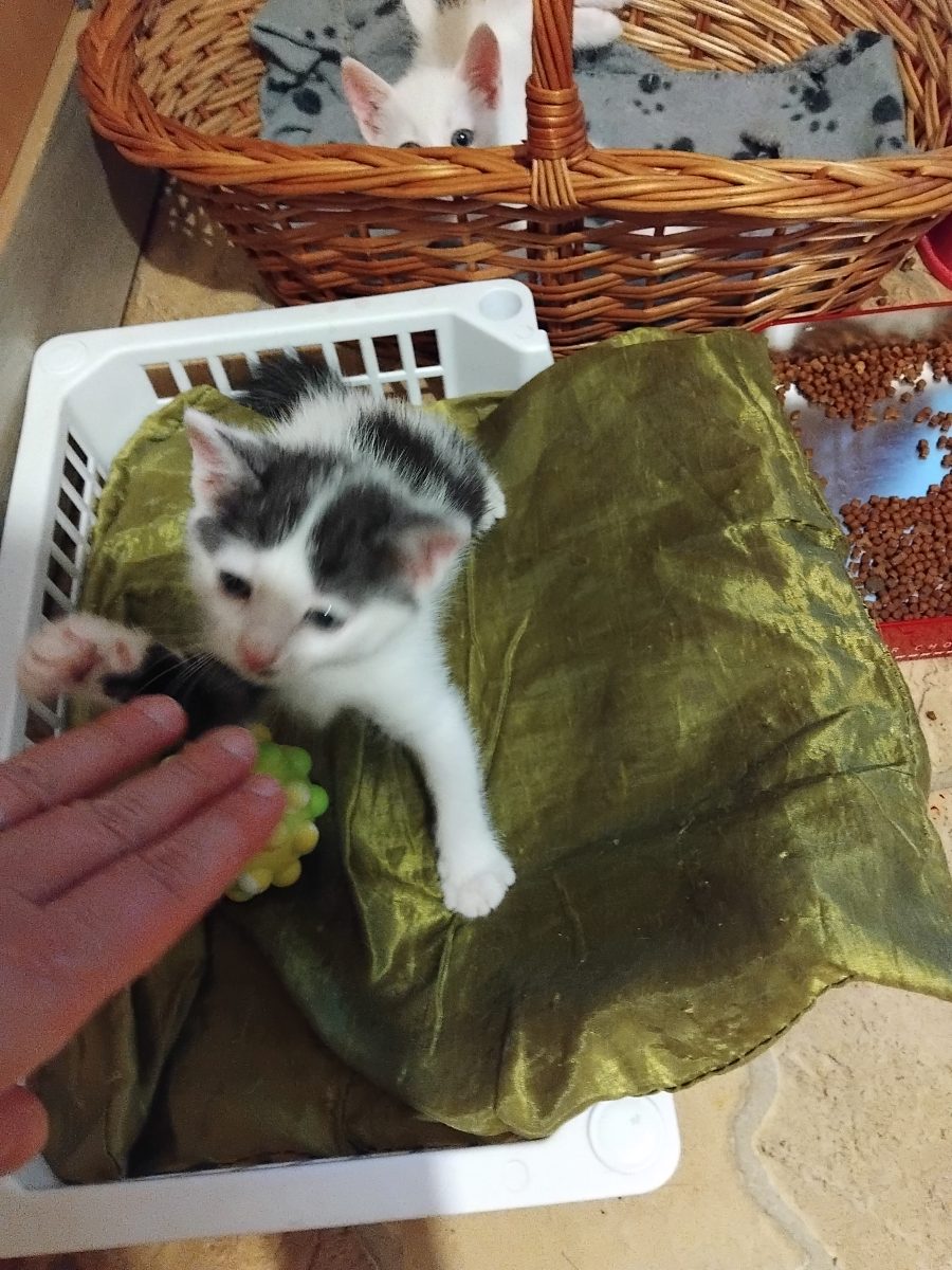 Pisicuta, doua luni, adopție gratis