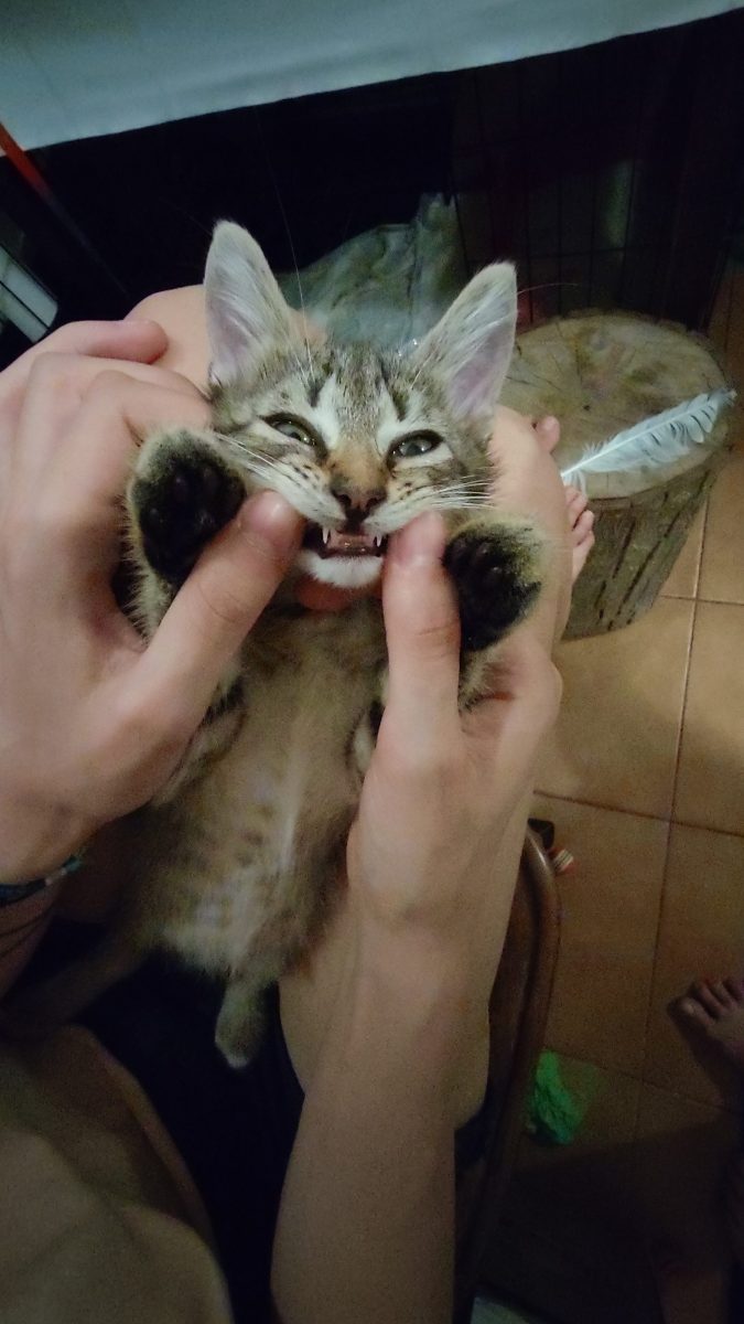Yuki, 3 luni