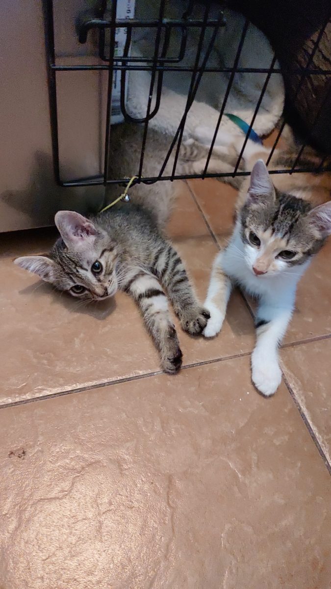 Luna , pisicuță 4-5 luni
