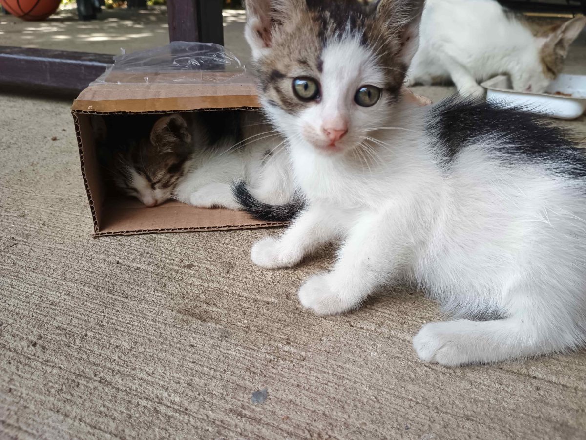 Pisici mici adoptie gratuit Timisoara