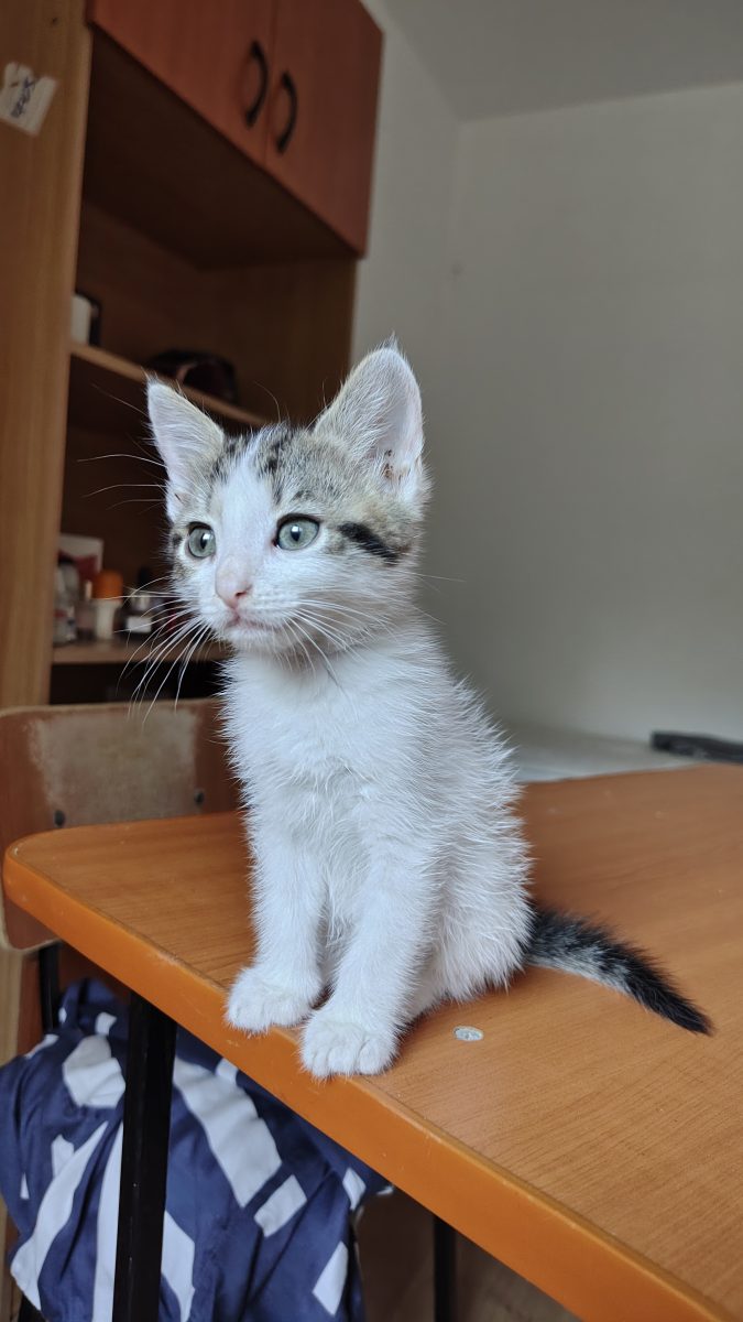 🍨🐾 Vanilla