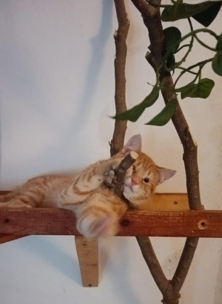 Puiuț blând și iubitor în cautare de căsuță