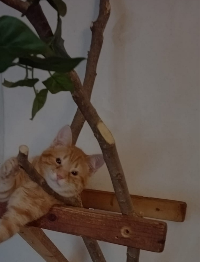 Băiețel blând și iubitor