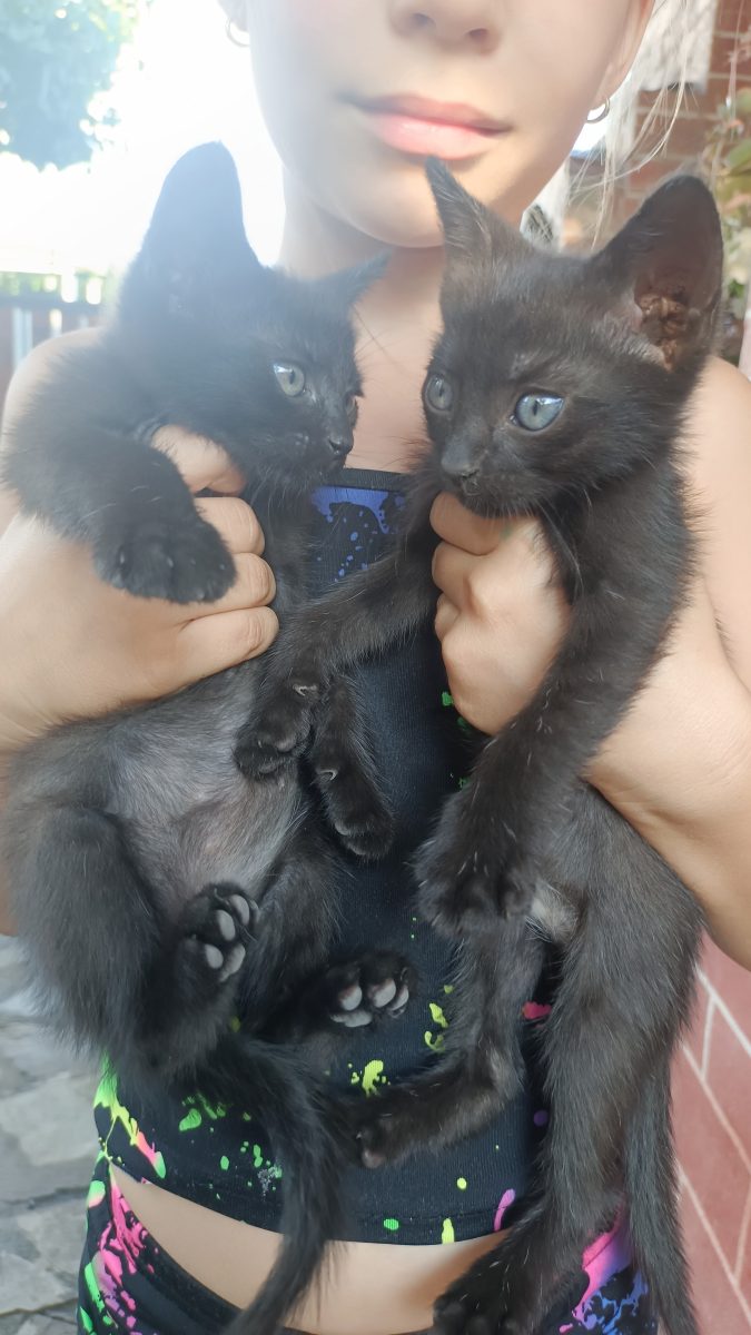 Pui de pisici de adopție