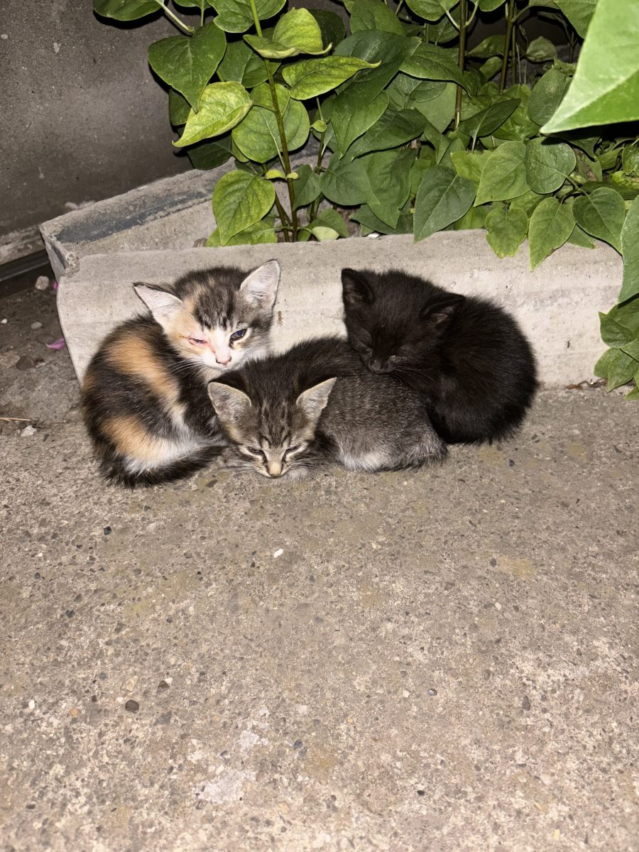 Adoptie pisicute Iasi