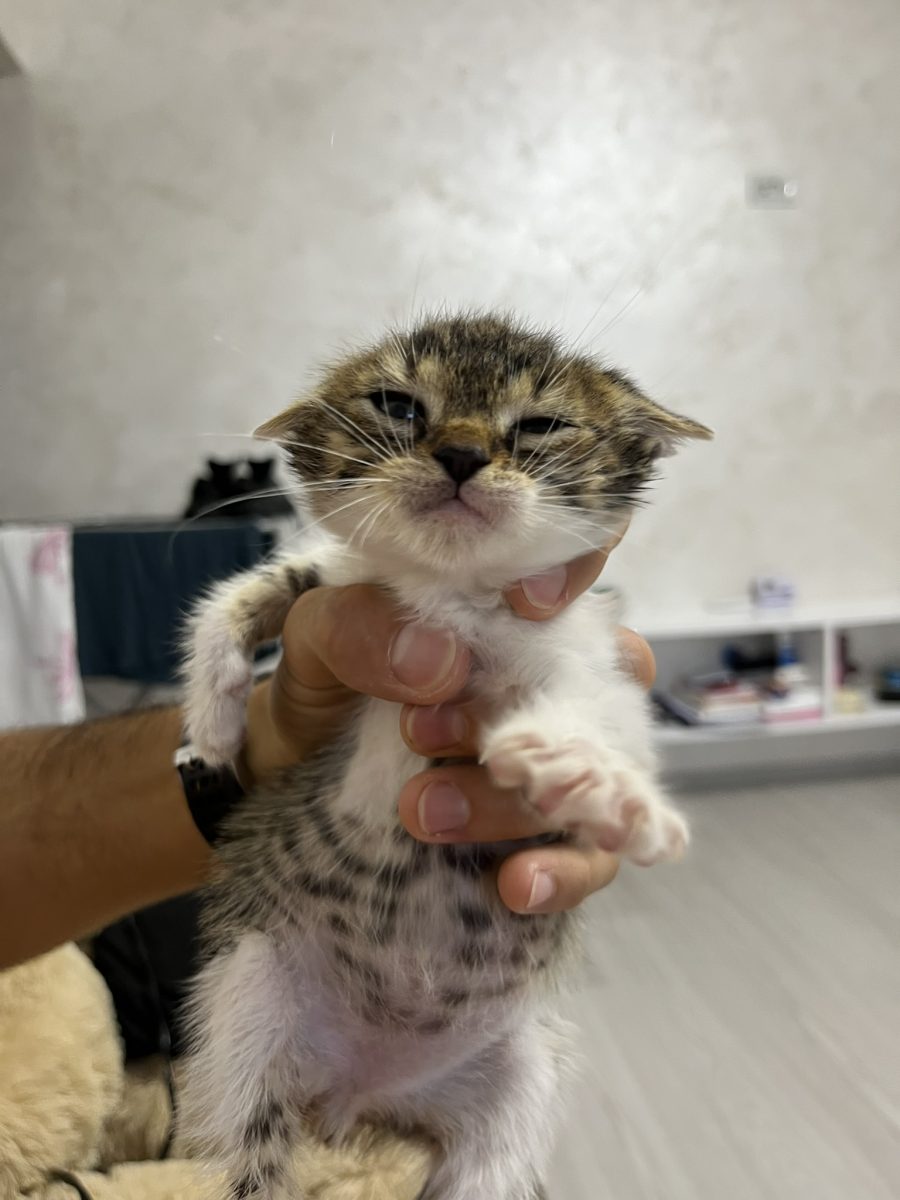 Pisoi adorabil caută o familie iubitoare!