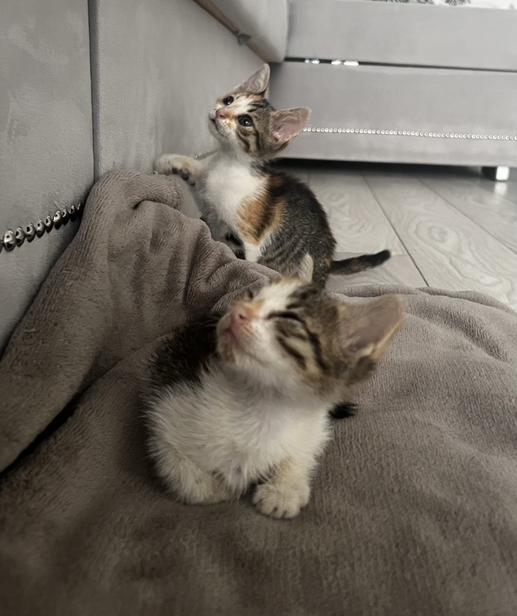 viata e loco cu 2 pisicute calico