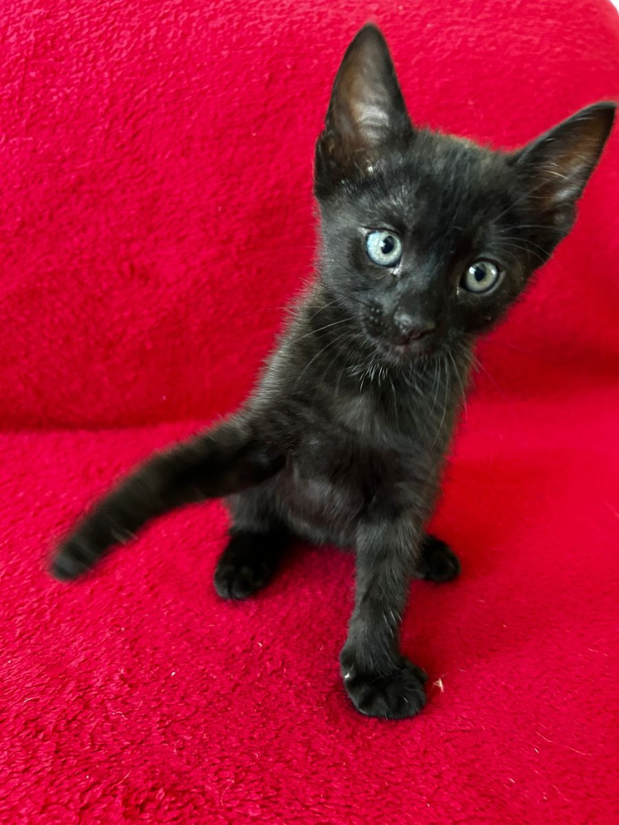 Adopție pui pisica