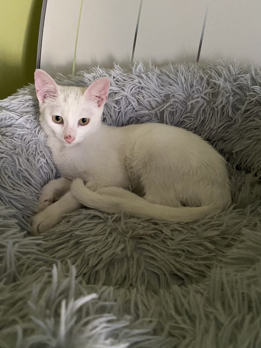 Minunata Blanca 🥰