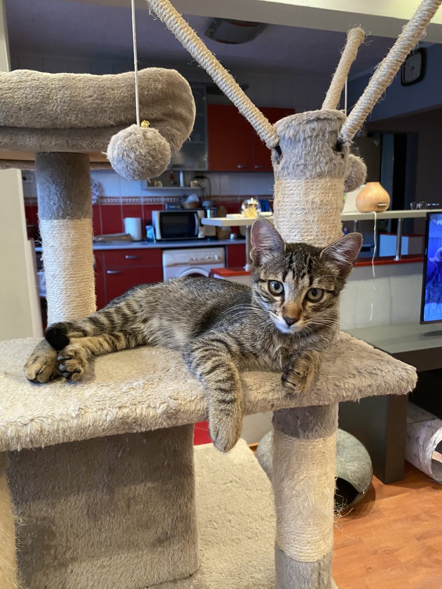 Frumosul Lucka😻