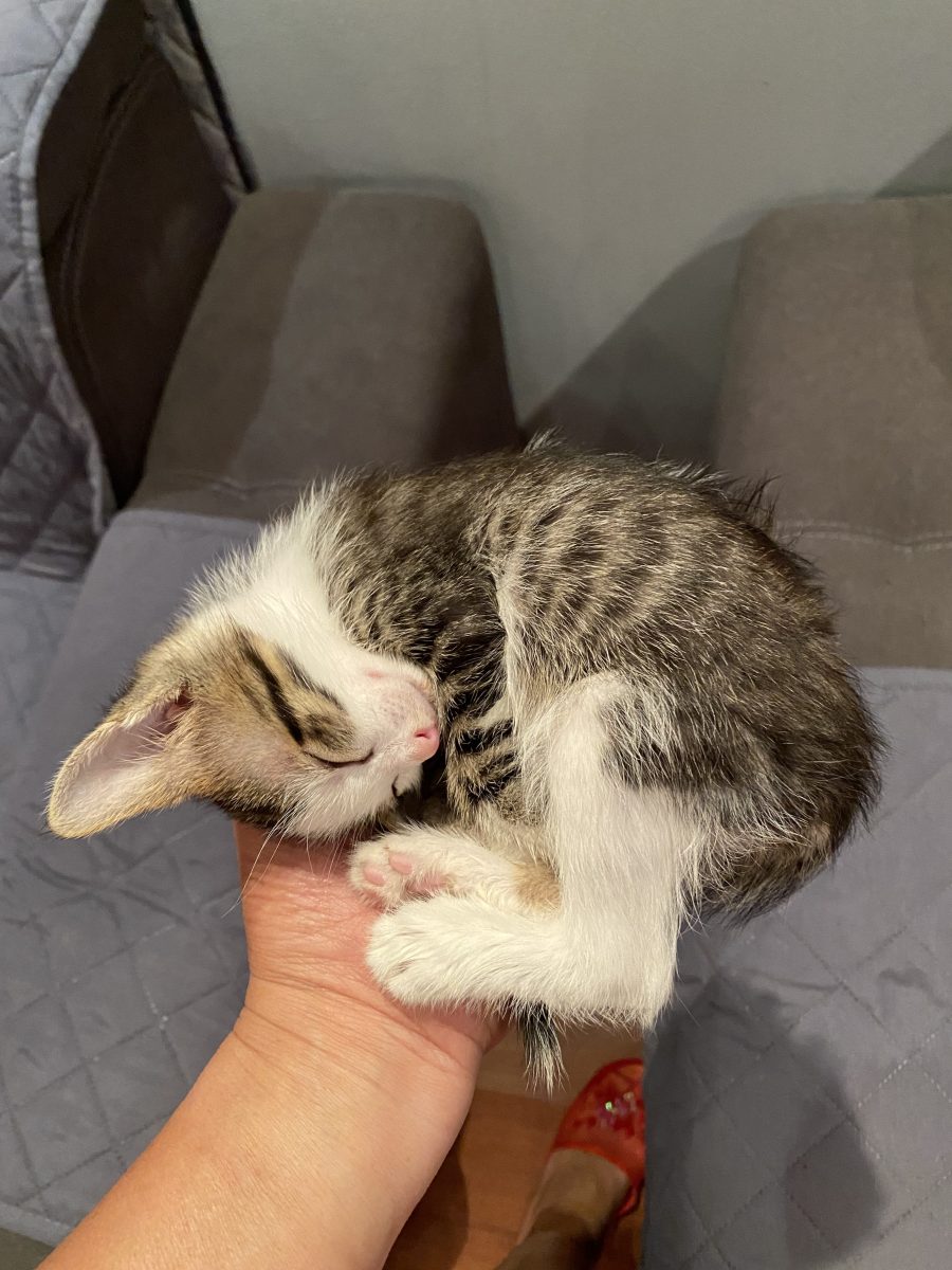 Mititelul si frumuselul Tomiță 💗