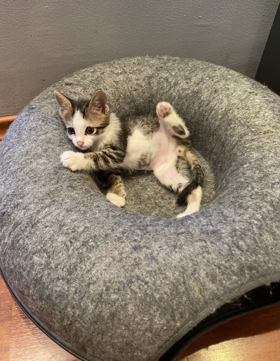 Micuțul Tomiță 🥰💞