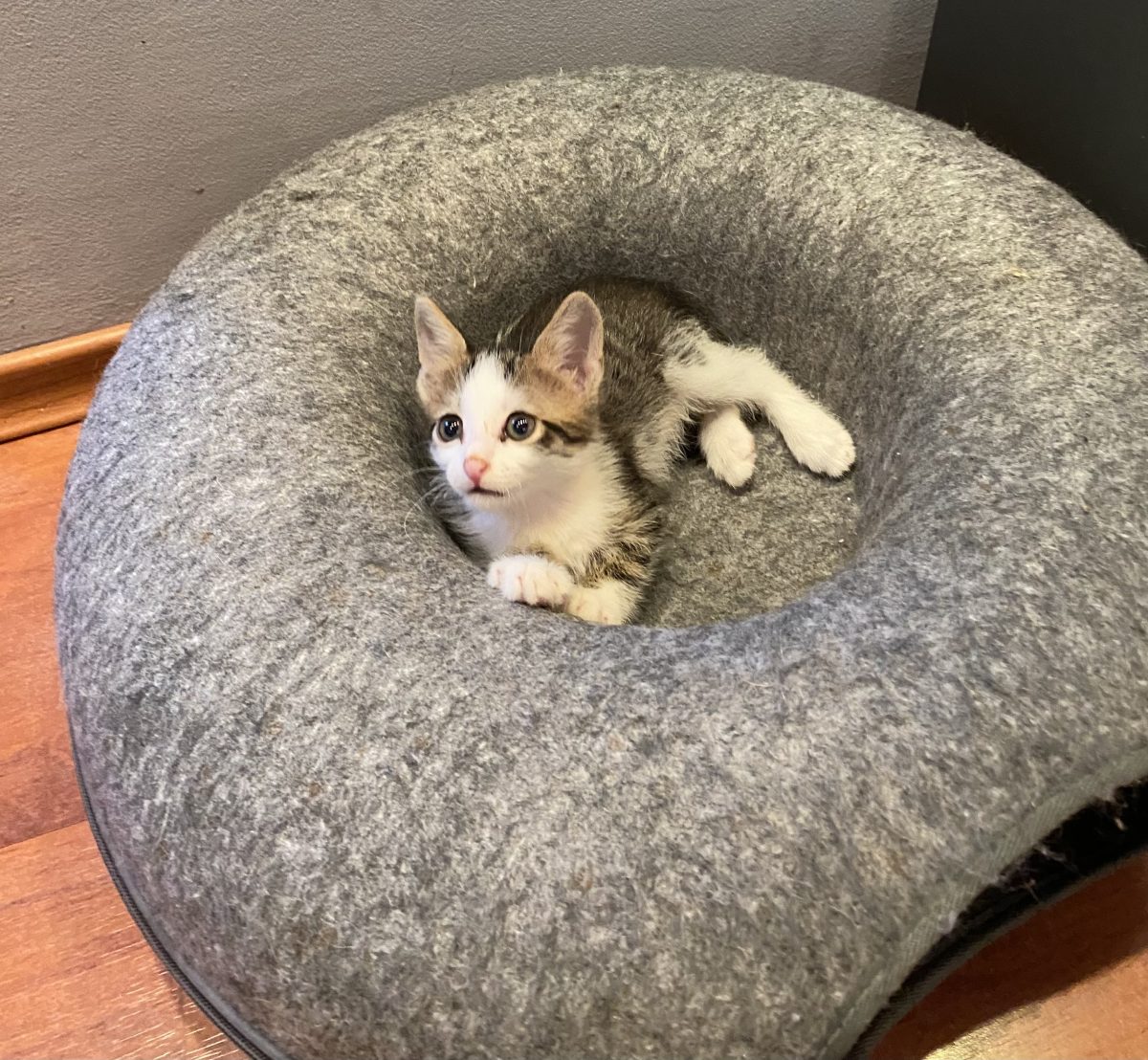 Micutul Tomita pentru adopție 🥰