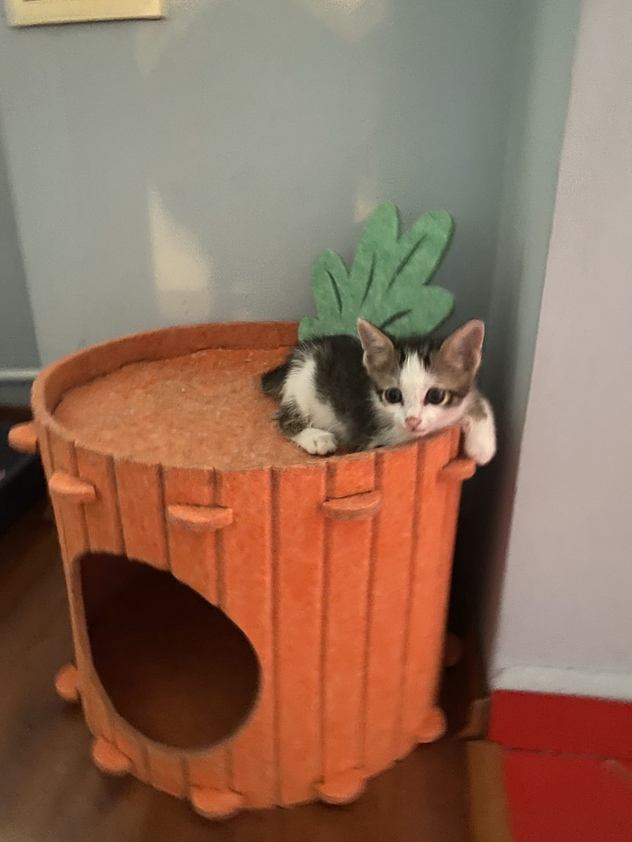 Mititelul Tomită 😍