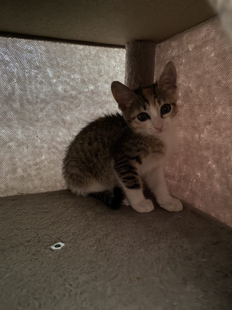 Frumusica Missy pentru adopție 💞💞💞