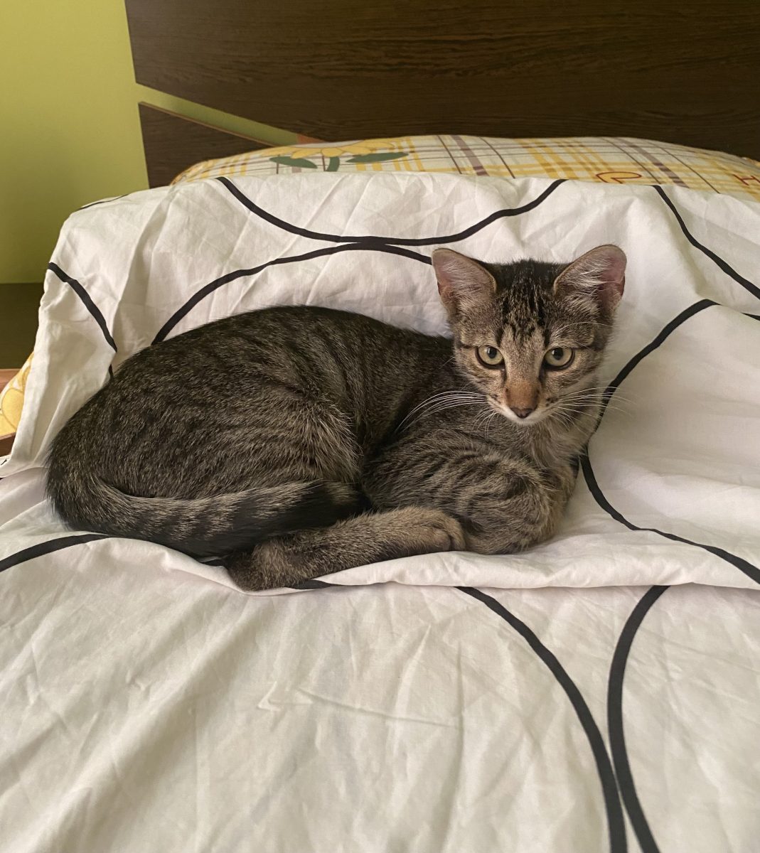 Iubiciosul Lucka pentru adopție 🥰😽