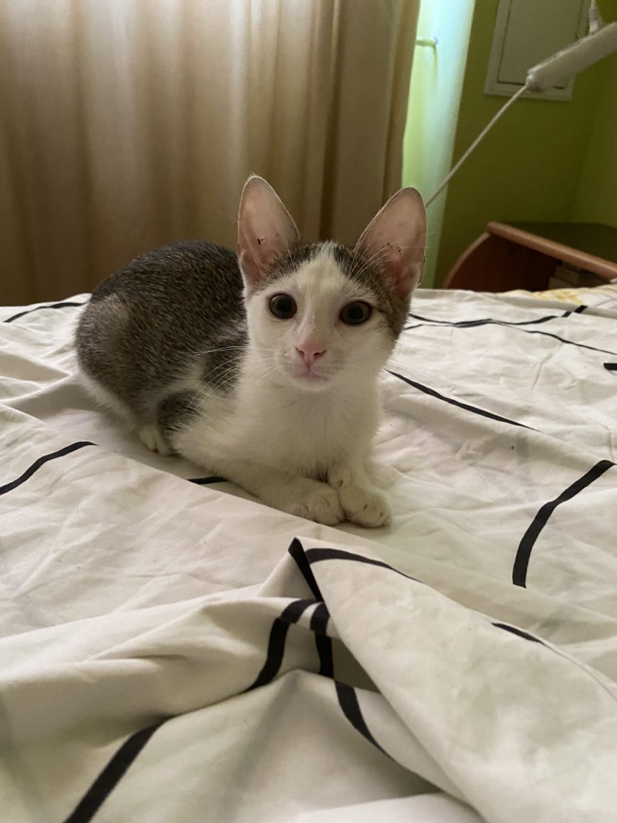 Micuța Alma are nevoie de adopție 💕