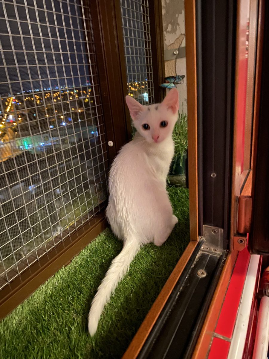 Gingasa Molly🥰