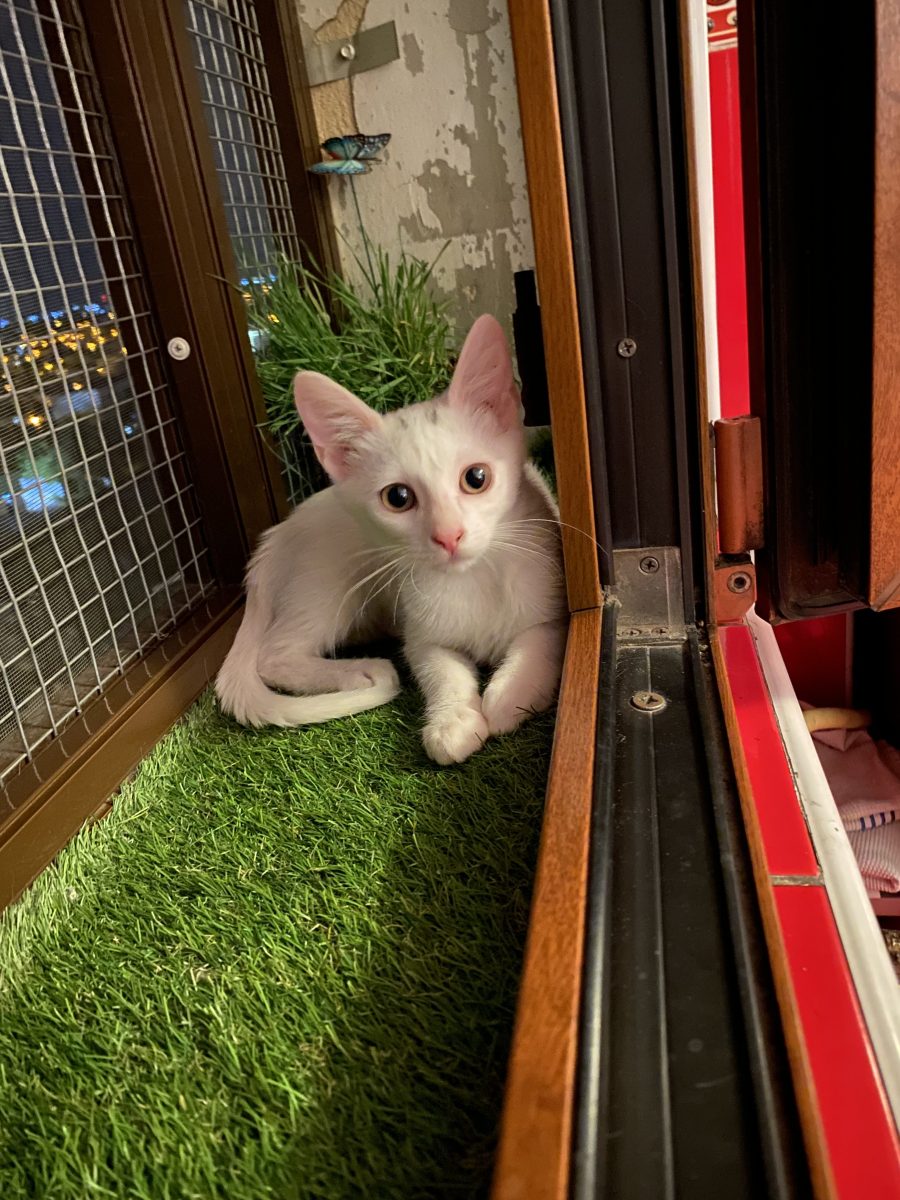 Delicata Molly își caută o familie frumoasă 😻🥰☺️