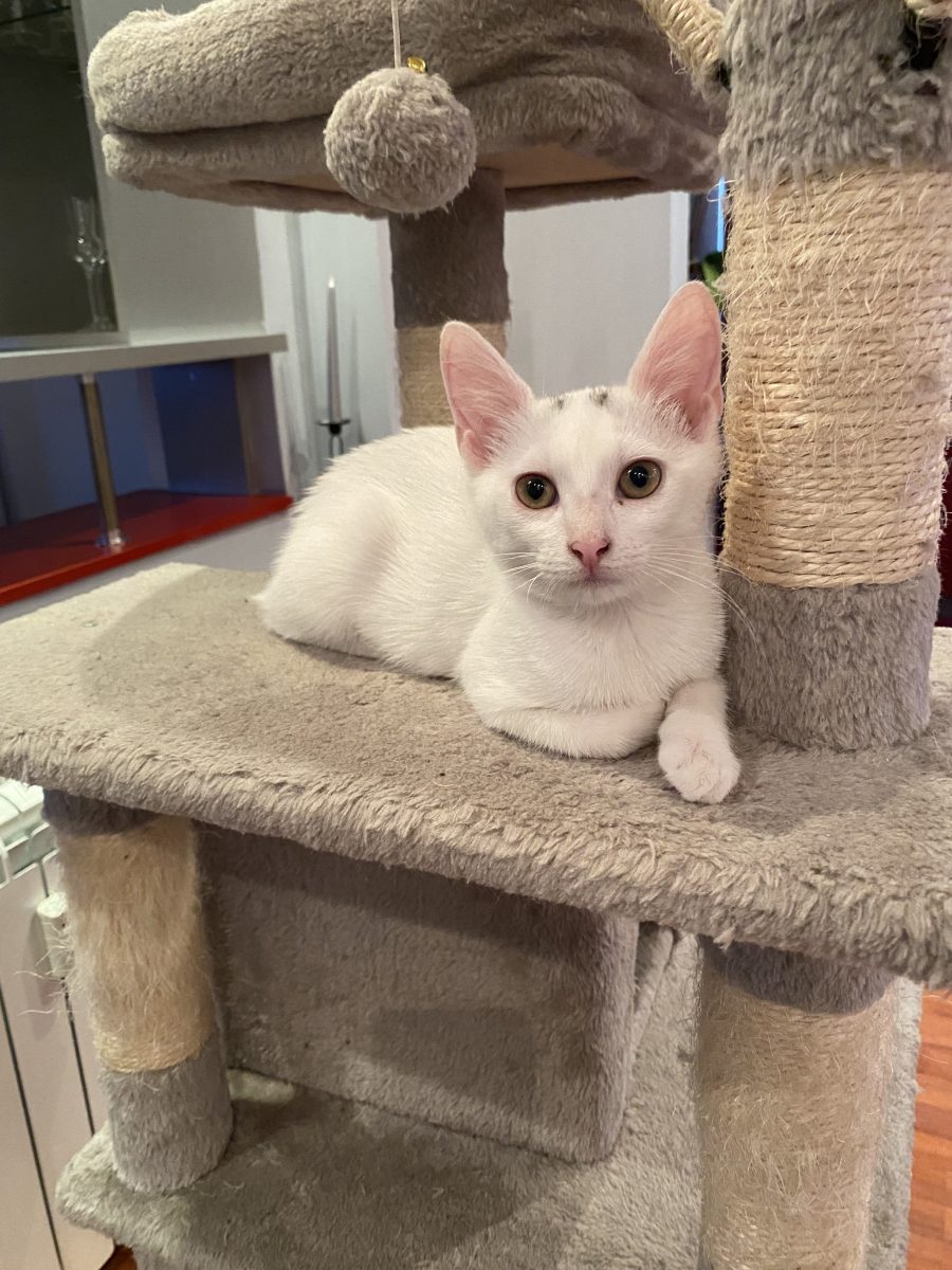 Frumoasa Molly 🥰