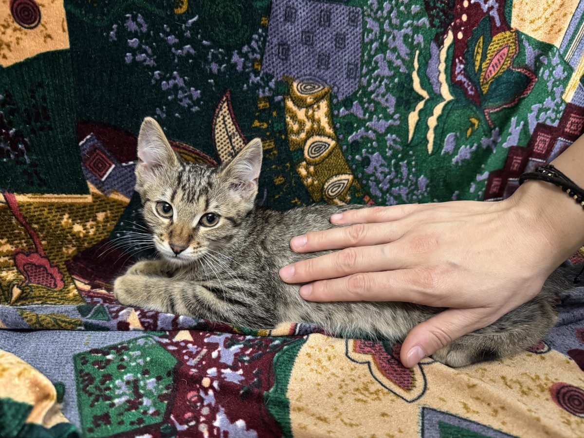 Mimi iubitoarea