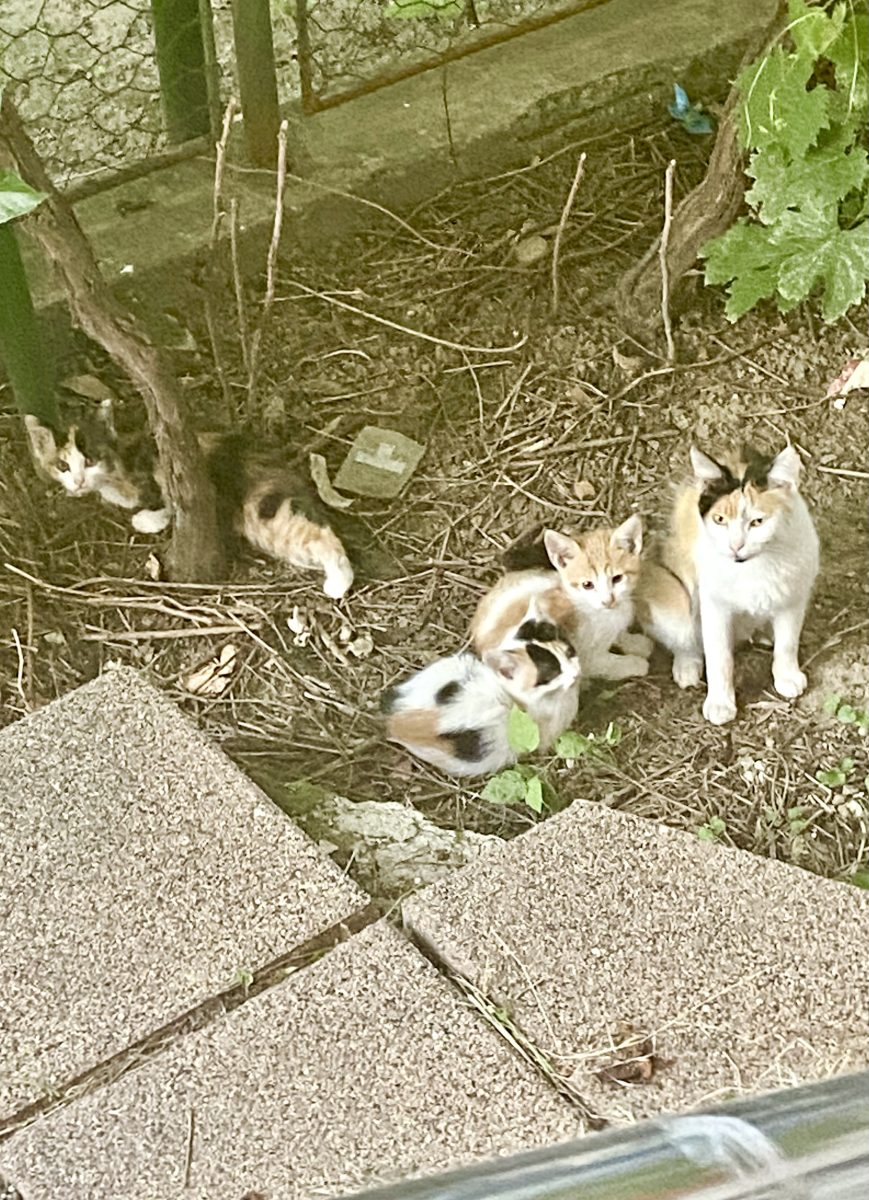 Pisica de adopție