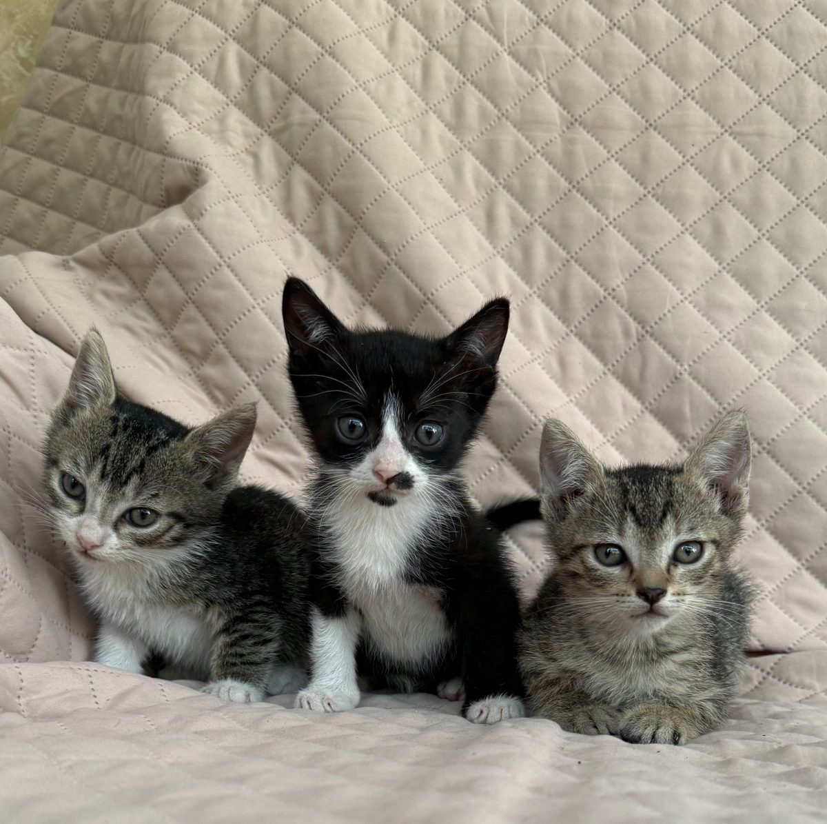 3 fetite si 2 motanei isi cauta familii adoptive