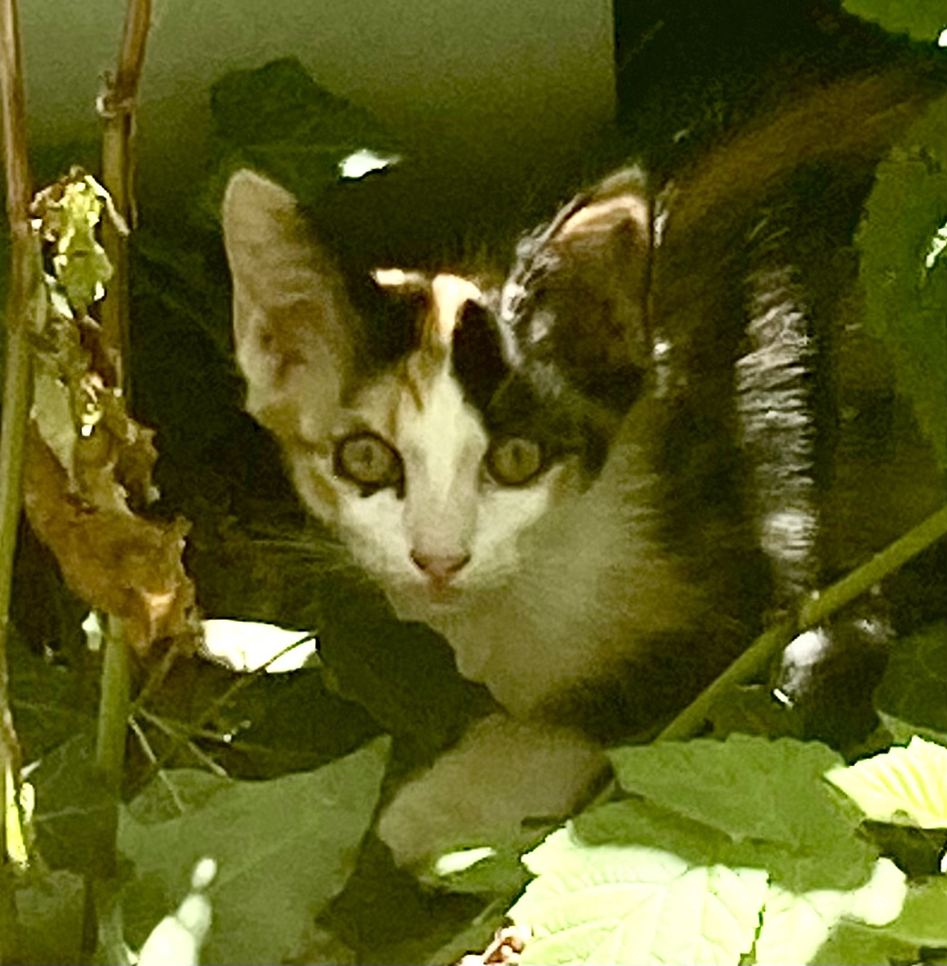 Pisicuța de adopție