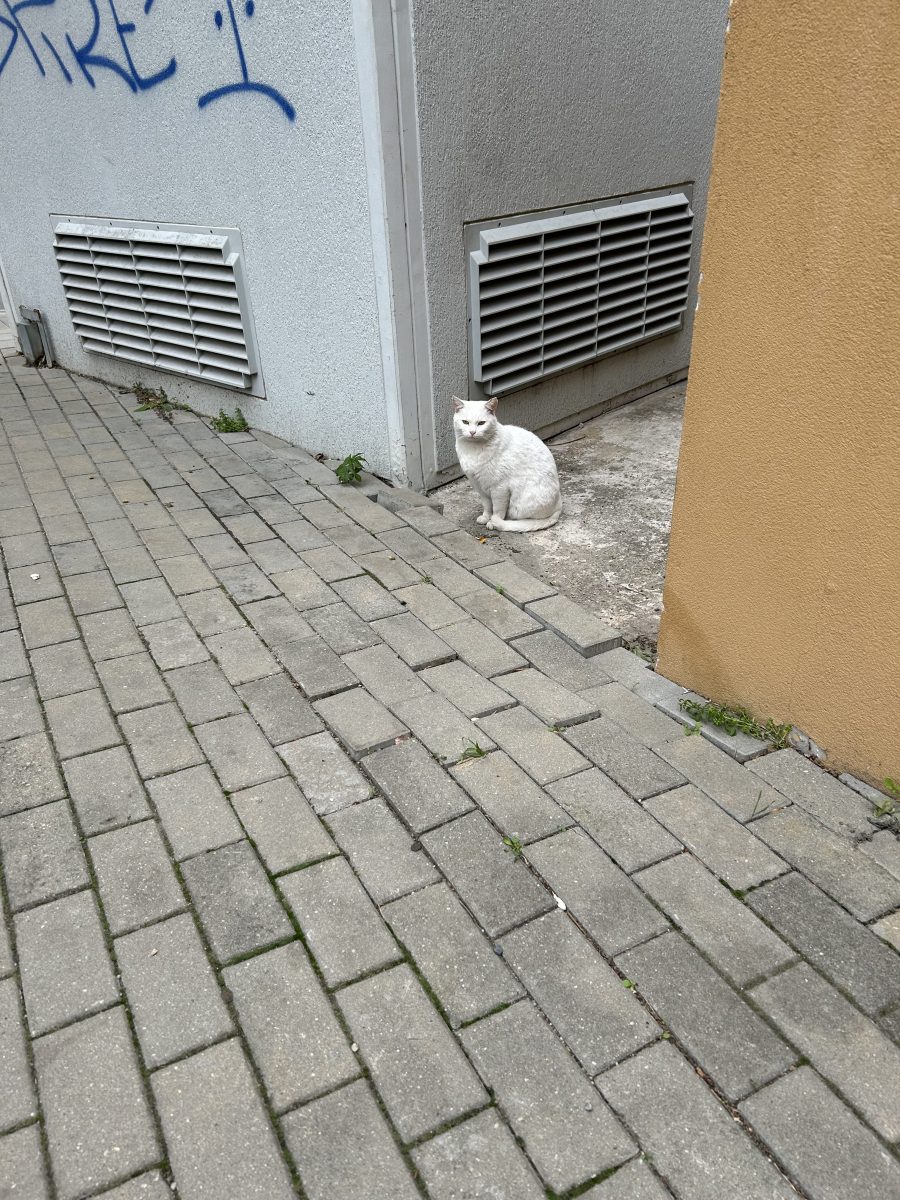 Albul caută o casă 🐾