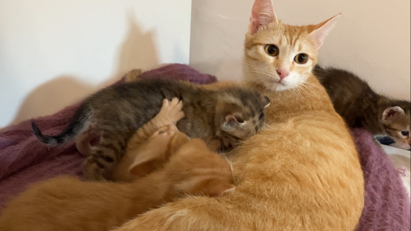 Pui de pisică adopție URGENT